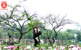 Ngỡ ngàng với cánh đồng hoa tam giác mạch nở trái mùa ở Hà Nội